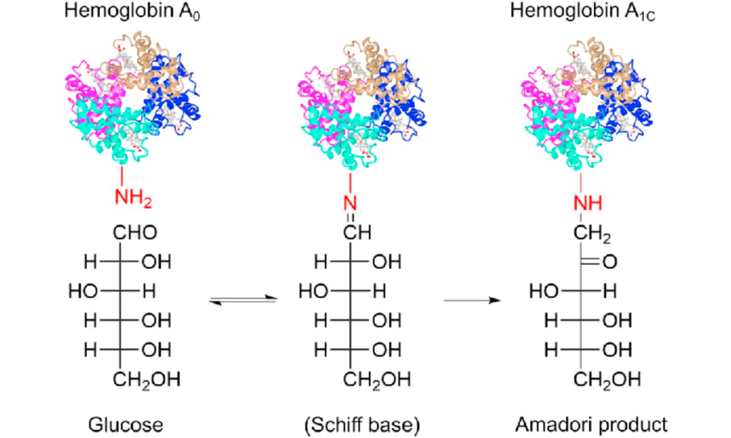 HbA1c Image